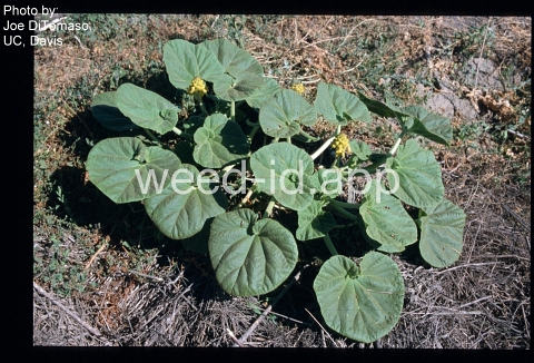 devil's claw, yellow